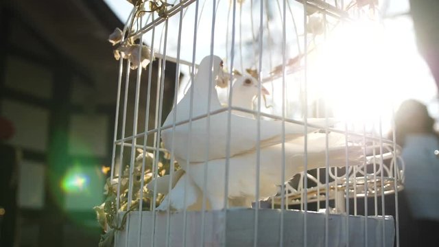 Wedding Doves at a german wedding. Slow motion