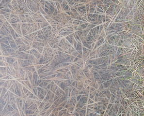 Fototapeta na wymiar Sea grass, pink water vegetation 