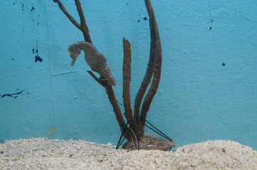brown sea horse (Hippocampus) holding on branch in aquarium 