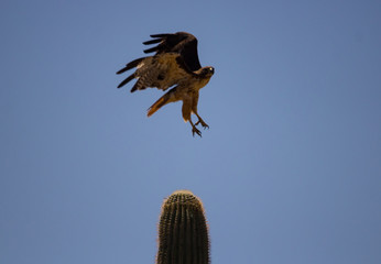 Hawk on cactus