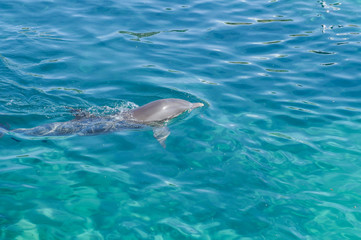 grey dolphin swiming in water