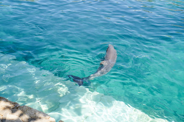 grey dolphin swiming in water