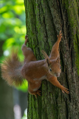 Eichhörnchen mit gespreizten Beinen bereitet sich auf einen Sprung vor © tk1981