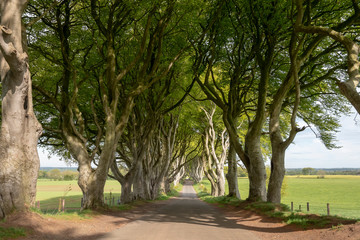 Obraz premium The Dark Hedges - a famous location in Northern Ireland - travel photography