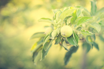 Apple tree branch with young green fruit