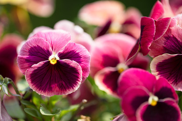 Obraz premium Beautiful Magenta and Purple Pansy
