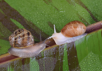 An albino garden snail, and a normal pigmented snail, Cornu aspersum, on a varigated red banana leaf