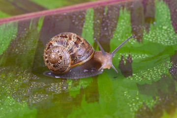 An common garden snail, Cornu aspersum, on a varigated red banana leaf.
