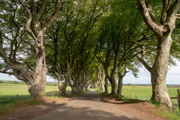Fototapeta premium The Dark Hedges - a famous location in Northern Ireland - travel photography