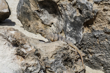 brown iguana camouflaged on the rocks