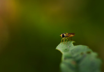 Alone insect green background blurred