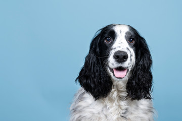 Portrait of an english cocker spaniel looking at the camera on a blue background