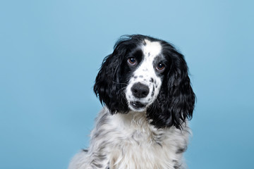 Portrait of an english cocker spaniel looking at the camera on a blue background