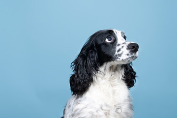 Portrait of an english cocker spaniel looking up on a blue background
