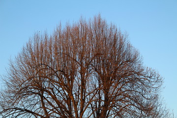 tree in winter