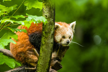 14.05.2019. Berlin, Germany. Zoo Tiagarden. The little red panda sits on branch licks and eats...
