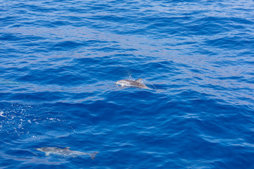 Obraz premium Family dolphins swimming in the blue ocean in Tenerife,Spain