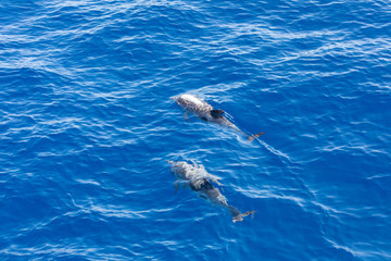 Fototapeta premium Family dolphins swimming in the blue ocean in Tenerife,Spain