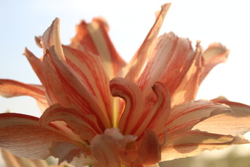 flower Amaryllis