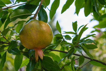 Pomegranate fruit hanging on tree