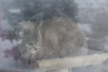 cat behind the window