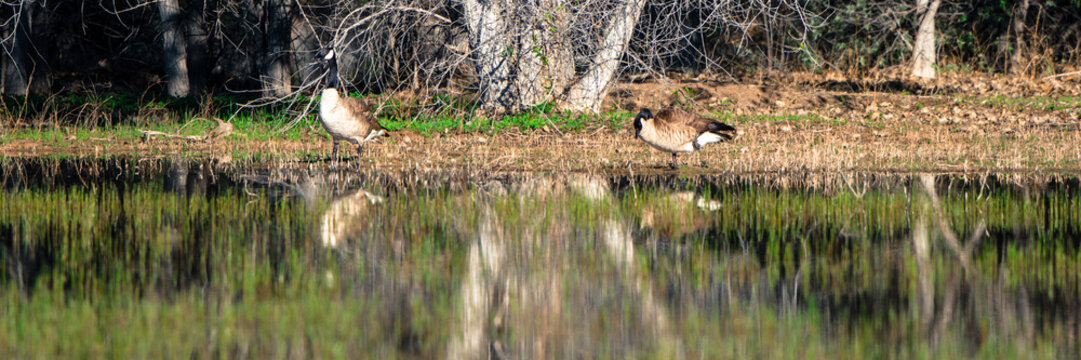 Canada Goose in the marsh at Bosque del Apache in spring