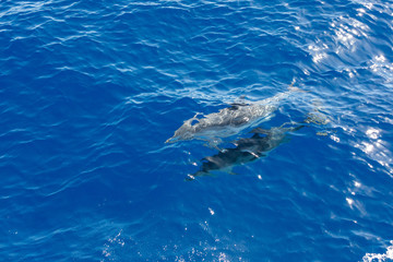 Obraz premium Family dolphins swimming in the blue ocean in Tenerife,Spain