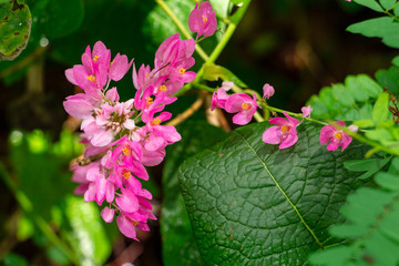 Mexican creeper a.k.a. coral vine (Antigonon leptopus) pink flowers - Pine Island Ridge Natural Area, Davie, Florida, USA