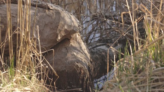 Fallen tree with the help of beaver teeth, animals in the wild, outdoor