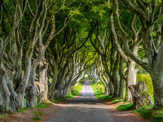Amazing Dark Hedges in Northern Ireland - travel photography