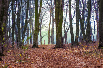 Dark, dry autumn leaves on the ground in the autumn forest_