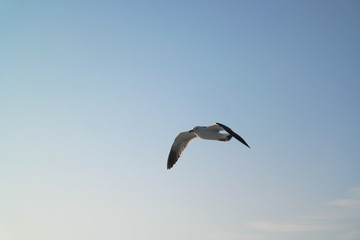 자유로운 바다갈매기