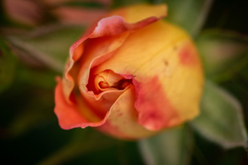 orange and yellow rose bud
