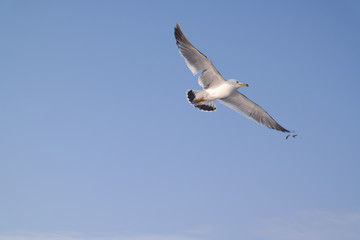 자유로운 바다갈매기
