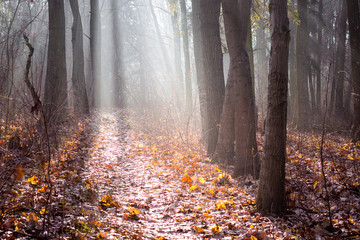 Autumn forest with dry leaves on the ground and fog through which sunlight penetrates_