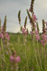 pink flowers in spring