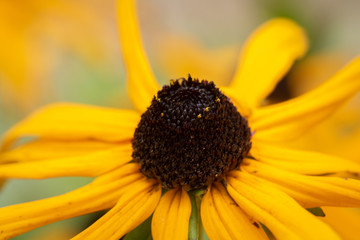 yellow black eyed susan