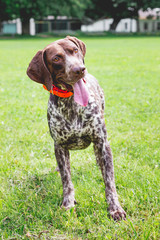 Dog breed  german shorthaired pointer with a lovely gaze stands on the grass of the lawn_
