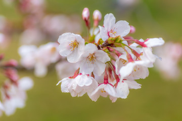 桜