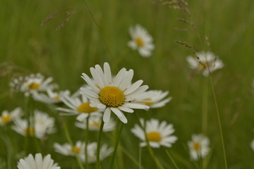 daisies in green grass