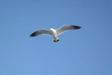 자유로운 바다갈매기