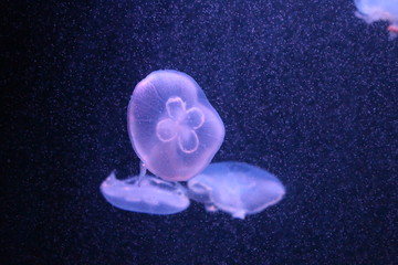 jellyfish on blue background