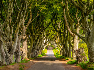 The Dark Hedges - a famous location in Northern Ireland - travel photography
