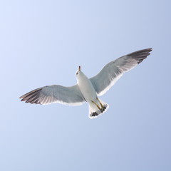 자유로운 갈매기