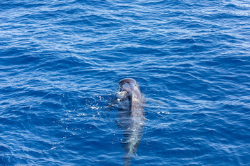 Obraz premium Group of pilot whales in atlantic ocean tenerife canary islands whale