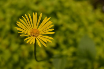Yellow Summer Flower Growing in a Field