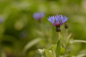 Lovely blue cornflower bud growing in the grass