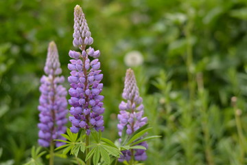 Delicate buds of blooming lupins lilac color