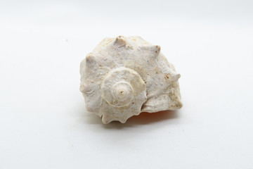 sea shell isolated on white background