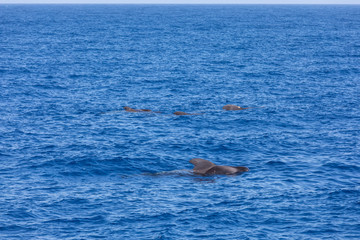 Fototapeta premium Group of pilot whales in atlantic ocean tenerife canary islands whale